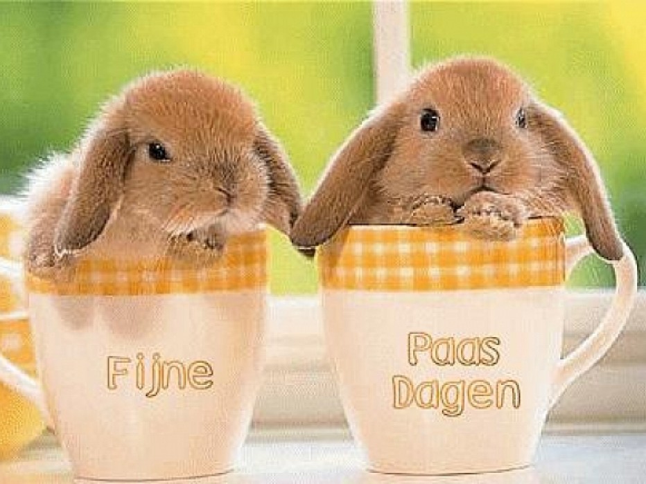 Belangrijk weekend voor SDDL 1