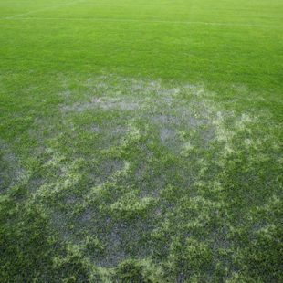 Weer geen punten voor SDDL